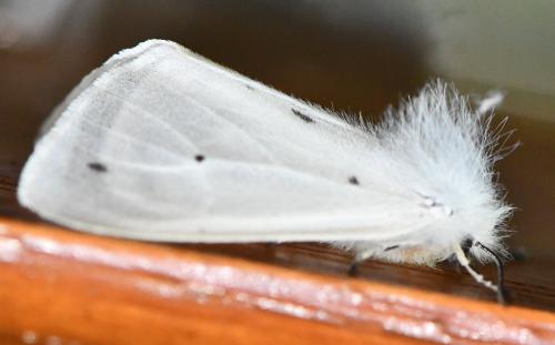 Diaphora mendica